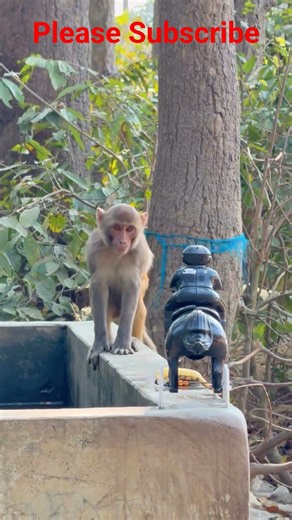 🥰🥰#Monkey#Viral Funny Short Video