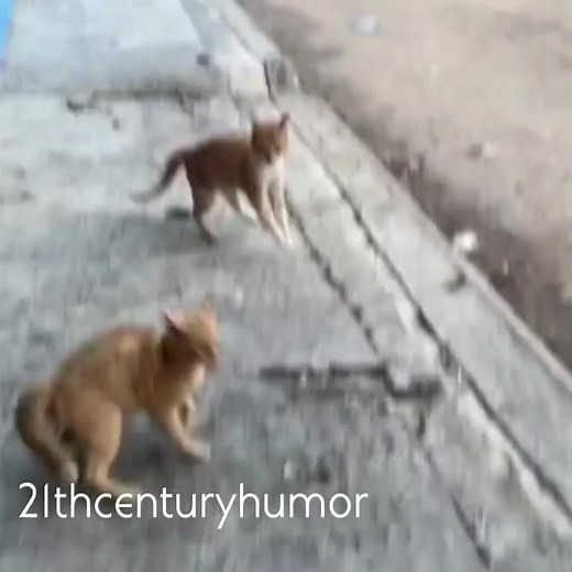 Creative Video Clips Featuring Everyday Scenes