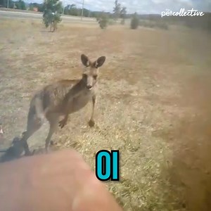 417K views · 1.8K reactions | Do not mess with this tiny kangaroo | The Pet Collective | Facebook
