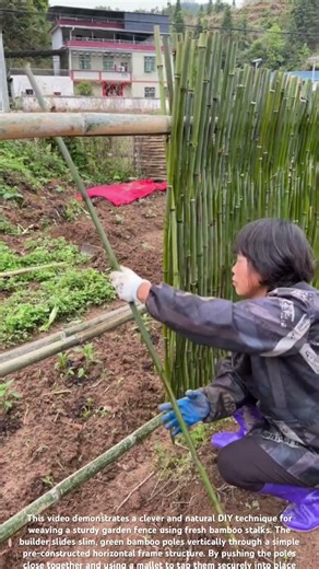 🎋🏡 Sustainable DIY: Building a Living Bamboo Garden Fence #shorts