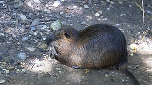 Swamp Fever Videos: Download 210+ Free 4K & HD Stock Footage Clips - Pixabay