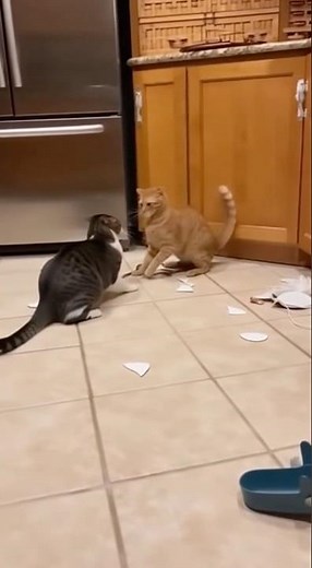 😤Cats Fight in the Kitchen, Plates Everywhere