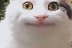 Beluga Impossible run - Free Addicting Game ★★★★★