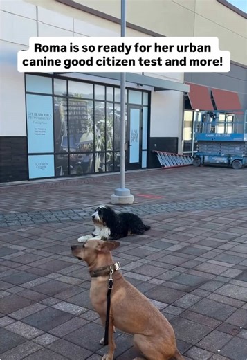 Roma the Bernedoodle is enrolled in our off leash board and train at our Colorado dog training facility. Her owners have goals of taking her off leash hiking in Boulder, CO and earning the canine good citizen certification. Roma is on her way to that and much more! #denverdogtraining #coloradodogtraining #bernedoodle #offleashtraining