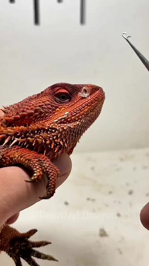 108K views · 511 reactions | "Headphones On: Dragon Shedding ASMR to Melt Your Stress" #StressReliefASMR #DragonPeeling #BeardedCalm #ReptileWhispers #ZenMoments | Bearded Dragon | Facebook
