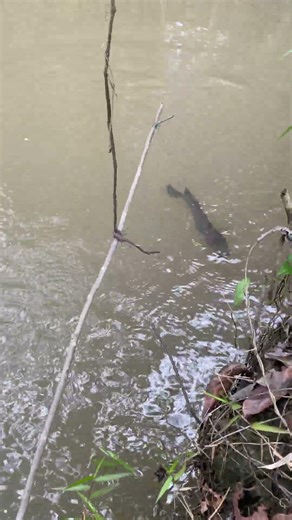 Mancing gabus #mancingliar #fishing