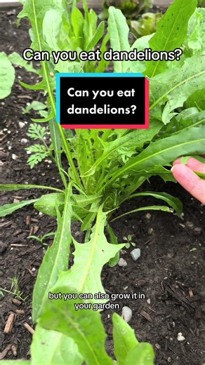 Sautéed Dandelion Greens Recipe for a Perfect Breakfast