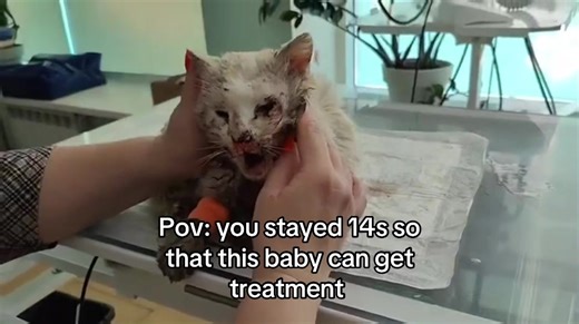 A Cat's Struggle: Help Him Overcome Injury