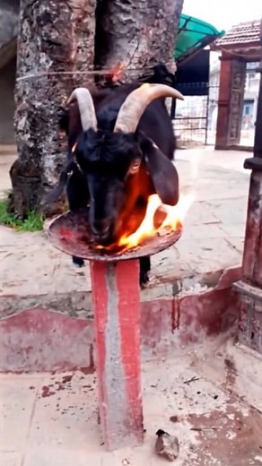 Bode é resistente a fogo? Já vi vários videos de bodes próximos a fogo, mas acho que esse passou dos limites. E aí o que você acha? Seria montagem, ou realmente esse animal tem alta tolerância ao fogo? #goat #bode | Reação Selvagem