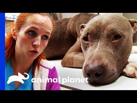 Dr Petra Cares For Dog Who Was Neglected After Leg Surgery | Dr. Jeff: Rocky Mountain Vet