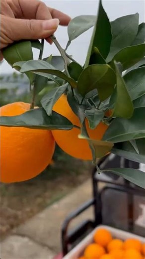 Orange fruit #orange