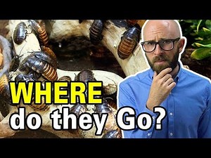 What Do Cockroaches Eat and Where Do They Live When There are No Houses Around?