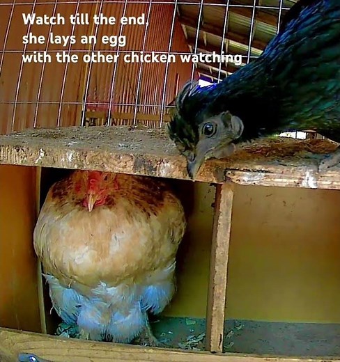 Chicken lays egg at the end of the video ￼🐓🥚