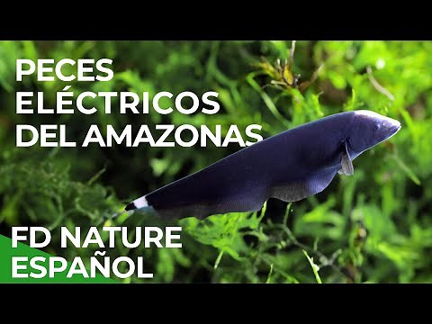 Electric Fish of the Amazon | Free Nature Documentary - Spanish
