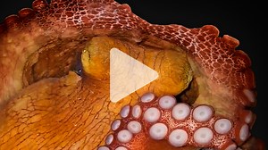 Octopuses, like humans, sleep in two stages