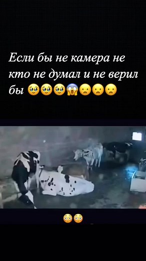 Cows in a Barn: Daily Life of Our Herd