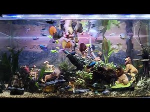 Feeding my freshwater fish #tropicalfish #discus #feed #eating #aquascape #youtube #foryou #video