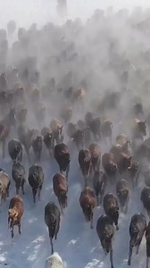 Heavy snow has turned the Xilingol grassland in north China's Inner Mongolia into a winter wonderland. A herdsman drives a cluster of horses through the snowy fields. ❄️❄️🐴🐴 | CGTN
