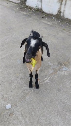 Feeding a Hungry Goat 🐐❤️ | Kindness Nature Video | Goat Food ASMR