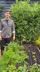 7.7K views · 230 reactions | Late-season tomato pruning tips! 漢 . . . #pruning #tomatoes #verticalgarden | Seattle Urban Farm Company | Facebook