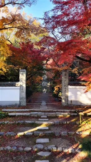 Shiny ||京都写真𖡼ドローン空撮|| on Instagram: "京都市 『浄住寺 -ドローン空撮-』 晩秋の紅葉...🍁 【2025年秋の特別拝観】 期 間：11月22日〜12月14日 拝観時間：9:30〜16:30(受付は16:00まで) 拝 観 料：1,000円/子供500円 期間中の土日限定で抹茶と和菓子がお楽しみいただけます 1,000円(無くなり次第終了) ✅寿塔の修復工事に伴い今回に限り 『阿弥陀如来坐像』が特別にご覧になれます ※写真や動画の撮影はご遠慮ください 場所：葉室山 浄住寺 @jojujioffcial 撮影：Shiny ||京都写真𖡼ドローン空撮|| @shiny1628 ※特別に許可を得て撮影しています 撮影日：2025年12月1日 Joju-ji Temple(Kyoto City) ============================== ※関係者立ち会いのもと法令に基づき適切に空撮しています 【About flying drones】 In Japan, there are strict laws restricting flyin
