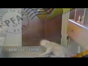 AniMail Box Call (All new planet’s funniest animals version)
