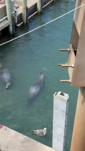 18K views · 932 reactions | Seals at the Chatham Fish Pier - Massachusetts - Cape Cod | Cape Cod, Massachusetts | Facebook