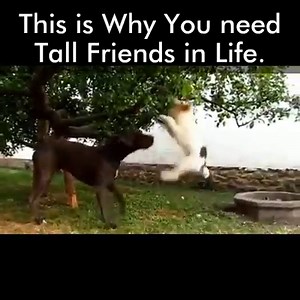 202K views · 2.6K shares | Good Guy Great Dane :D Do not Forget to Like Dog Lovers Club  | Dog Lovers Club | Facebook