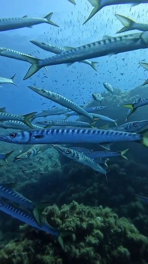 PADI Travel on Instagram: "What you'll see when diving at 🇮🇹 Ustica 👇 the “Black Pearl” of the Mediterranean💙 This volcanic island is packed with marine life, caves, and crystal-clear water. It’s Italy’s first marine reserve! ✔️ Giant barracuda schools ✔️ Friendly groupers & moray eels ✔️ Color-popping nudibranchs ✔️ Epic lava caves & tunnels 🗓️ Book your dive here with the [Link in bio] and tag your dive buddy who needs to know about this spot 📌 🎥 @orca_diving_ustica #UsticaI #ItalyDivin