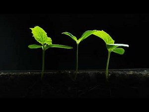 Growing squash from seed | Time lapse