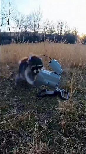 Calling in raccoons with the FOXPRO. Crazy action! #foxpro #raccoon #coyote #hunting #wildlife