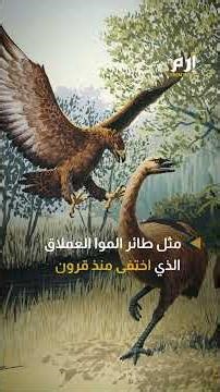 دجاج بلا بيضة.. شركة تعلن فقس صيصان داخل نظام صناعي