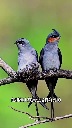 The Clever Swiftlet: A Bird with Human Insights in the Wild