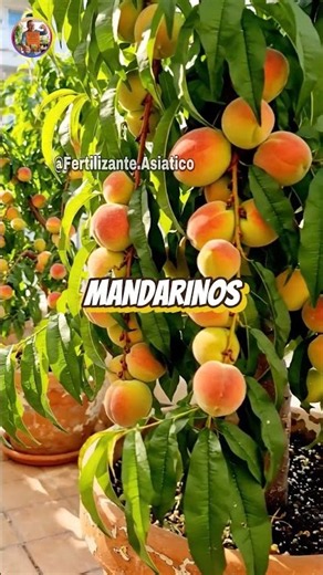 ⚠️ El fertilizante asiático que hizo producir muchísimo más a mis árboles frutales 😱