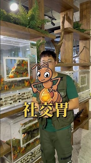 如何知道螞蟻吃飽了？螞蟻的社交胃 交哺行為 養螞蟻 螞蟻帝國 台灣螞蟻生態博物館