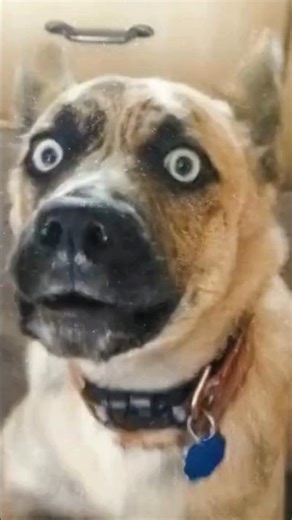 The Famous Scared Dog Meme Just Got Real! 🤯🐾 #dogshorts #cutedogs #funnydogs