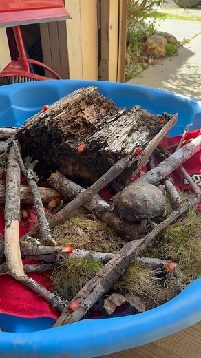 Our box turtle who is recovering from her abscess removal is doing PT three times a week to increase her pectoral muscle strength. Her humungous abscessed limited her mobility and caused her to loose lots of muscle. Now she has to navigate turtle obstacle courses to regain her strength 💪🏼 Don’t worry, she is rewarded with strawberries 🍓 | Carolina Wildlife Conservation Center
