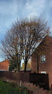 Before and after | Tip Top Trees And Hedges