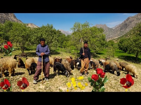 Nomadic life: 🐑Herding and grazing sheep in the green mountains and spring nature of Zagros🐐🗻