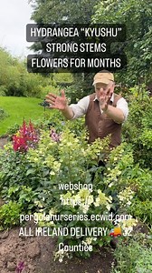 Hydrangea “Kyushu”flowers non stop from July until end of September. Planting time is from now, available in webshop https://pergolanurseries.ecwid.com ALL IRELAND DELIVERY 🚚 32 Counties Pergola Nurseries Garden Corner, Virginia,Co Cavan A gardeners oasis of quality plants Open Tuesday to Saturday 10.30-6 Open Sundays 2-6 | Pergola Nurseries Garden Corner