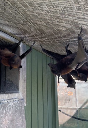 Conga Line of Flying Foxes Embracing Warm Weather