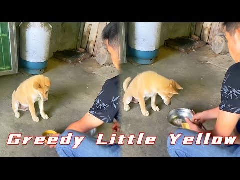 Even a puppy knows not to dirty its owner's bowl.