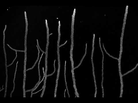 Neurospora crassa mycelium growth 01 (vertical)