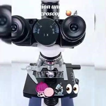 Ever seen an Onion Cell? 🧅✨ #microscope #biologyclass12 #fastfood #experiment #science