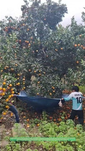 comment une bâche bleue transforme la chute des oranges en atterrissage en douceur