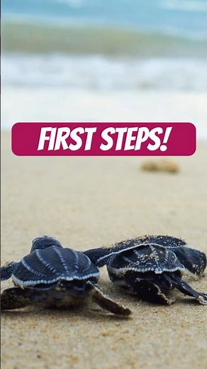 Tiny Turtles, Massive Journey: First Steps to the Sea #cuteanimals #shorts