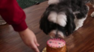Gracie Ann tries to devour her 13th birthday cake!🎂 | Doggie Depot, Inc.