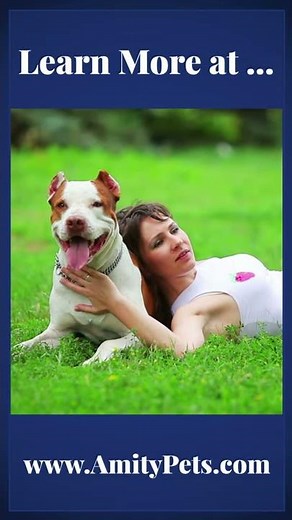 How Do I Know If My Dog Has Ringworm?