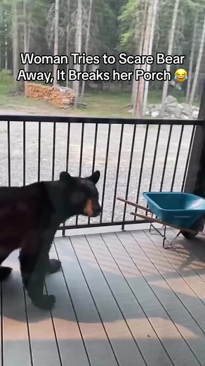 A comical black bear.🤣#funny #funnyvideo #Foryou #animals #funnyanimals