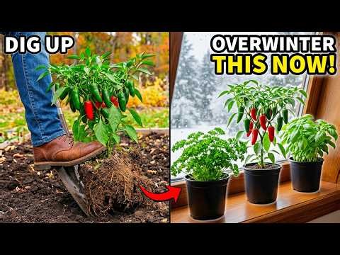 7 Plants You Can Dig Up and Overwinter RIGHT NOW!